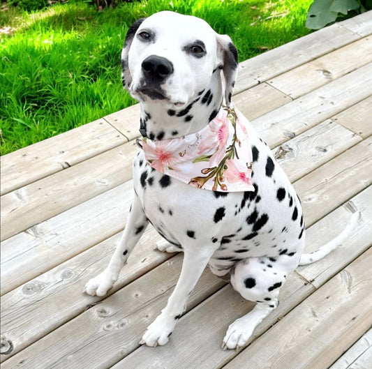 Dog Bandana